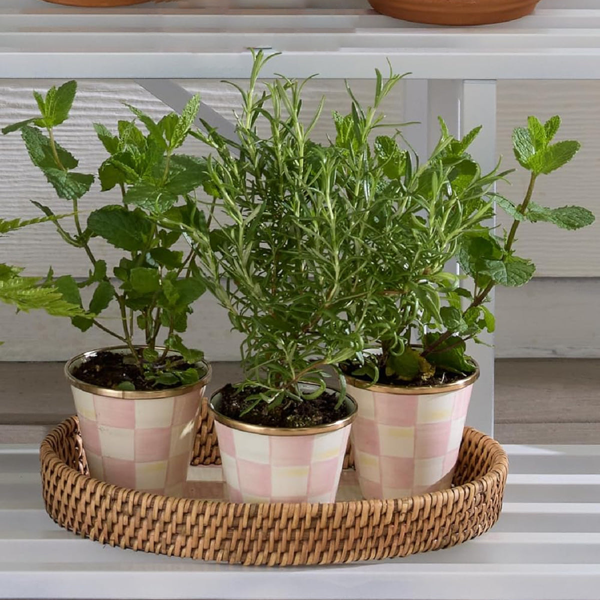 MACKENZIE-CHILDS Herb Pots in Rosy Check Set of 3